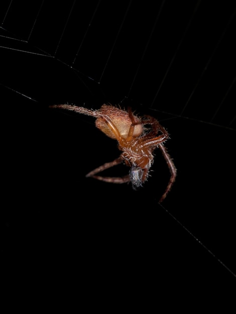 Orbweaver típico vermelho pequeno da espécie Eriophora edax