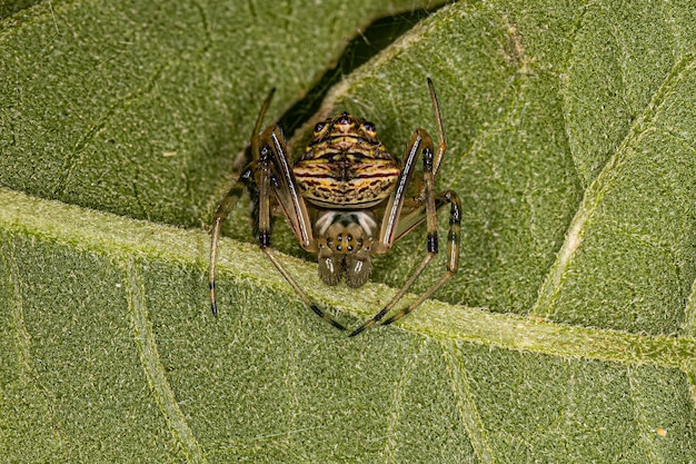 Orbweavers masculinos típicos