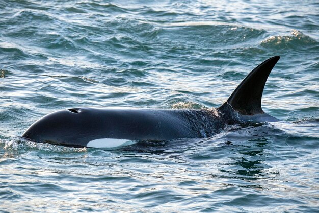 Foto la orca asesina dentro del puerto de génova en el mar mediterráneo