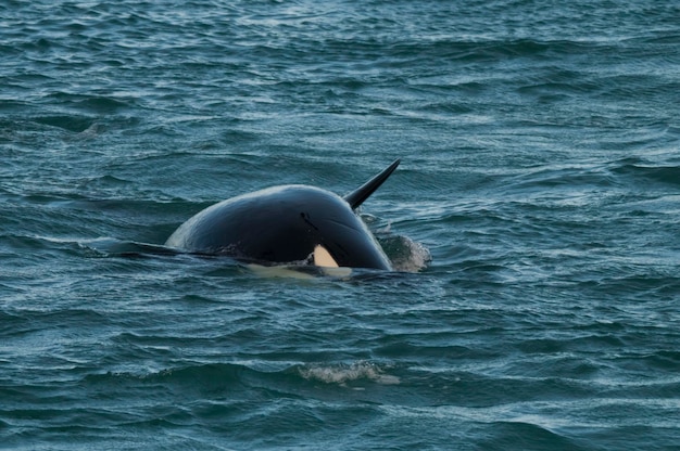 Orca atacando leões marinhos Península Valdés Patagônia Argentina