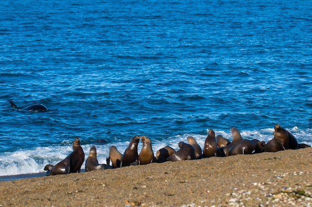 Orca atacando lobos marinos Península Valdés Patagonia Argentina