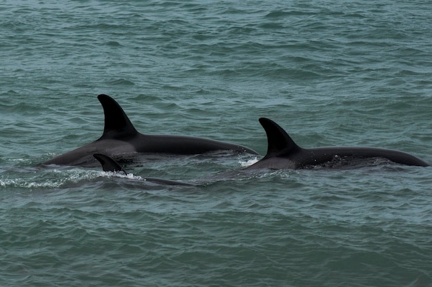 Orca atacando lobos marinos Península Valdés Patagonia Argentina