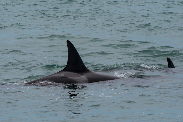 Orca atacando lobos marinos Península Valdés Patagonia Argentina