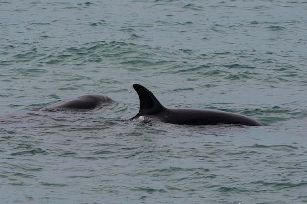 Orca atacando lobos marinos Península Valdés Patagonia Argentina