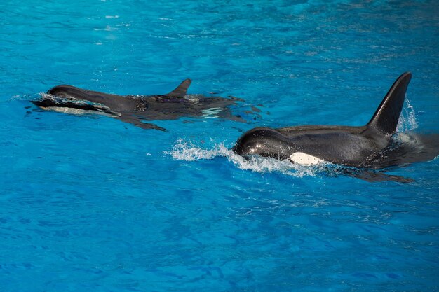 Orca baleia mãe e filhote enquanto nadava