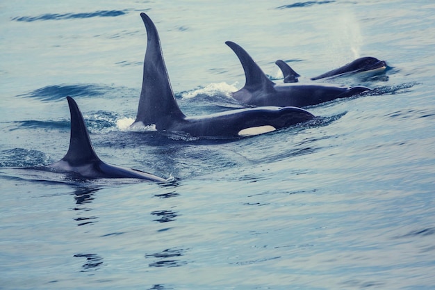 Orca (ballena asesina) en Alaska