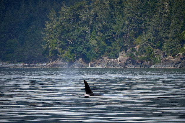 Foto orca en canadá
