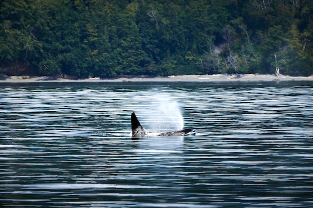 Foto orca en canadá