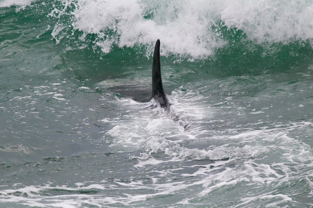 Orca cazando lobos marinos en la costa paragoniana Patagonia Argentina