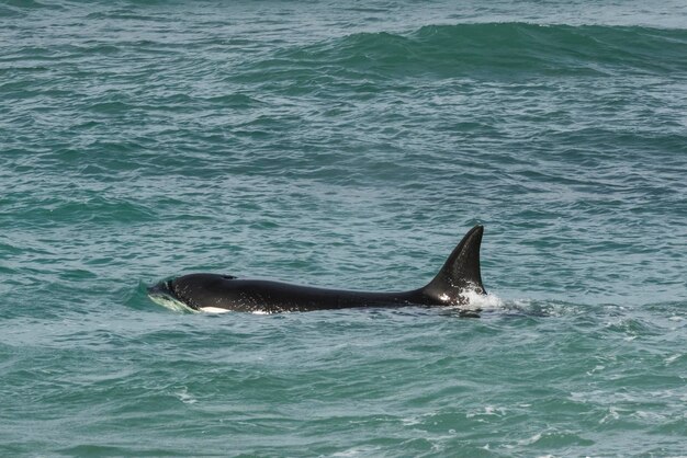 Orca greift Seelöwen an Halbinsel Valdés Patagonien Argentinien