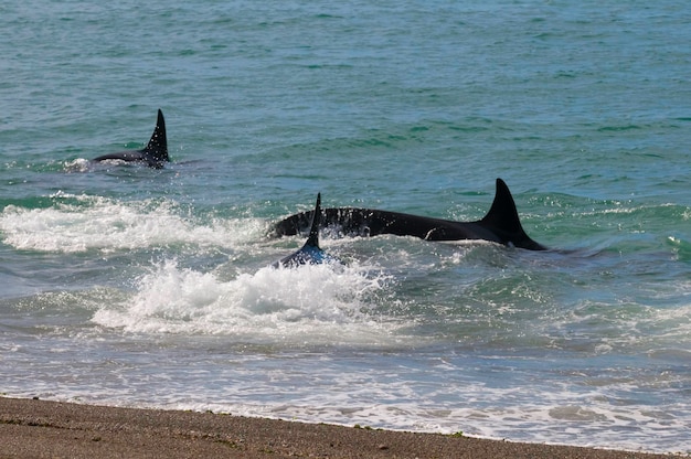 Orca greift Seelöwen anPeninsula Valdes Patagonien Argentinien