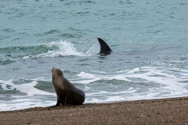 Orca Jagd auf Seelöwen Halbinsel Valdés Patagonien Argentinien