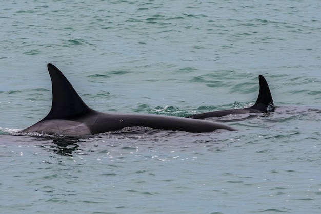 Orca Jagd auf Seelöwen Halbinsel Valdés Patagonien Argentinien