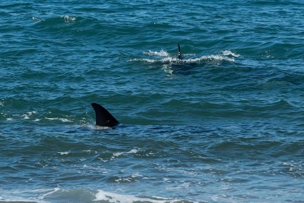 Orca Jagd auf Seelöwen Punta Norte Naturschutzgebiet Halbinsel Valdes Patagonien Argentinien