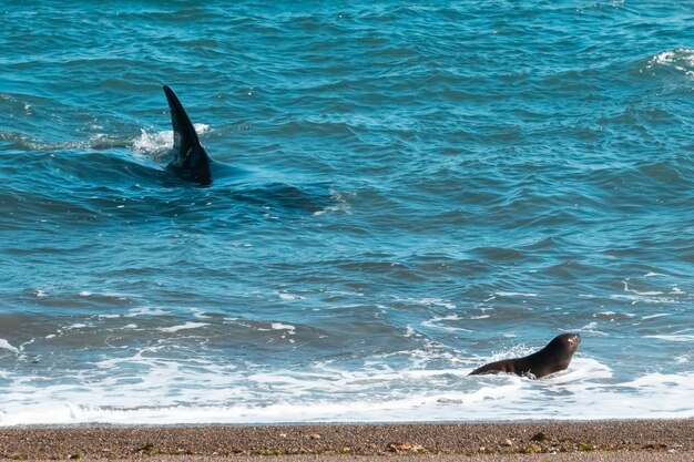 Orca Jagd auf Seelöwen Punta Norte Naturschutzgebiet Halbinsel Valdes Patagonien Argentinien