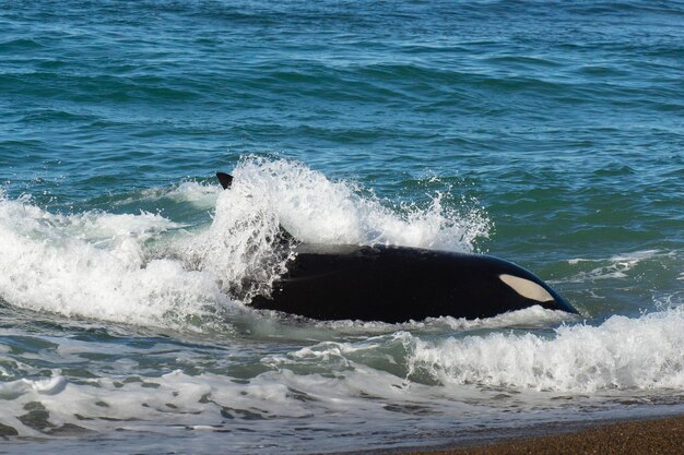 Orca Jagd auf Seelöwen Punta Norte Naturschutzgebiet Halbinsel Valdes Patagonien Argentinien