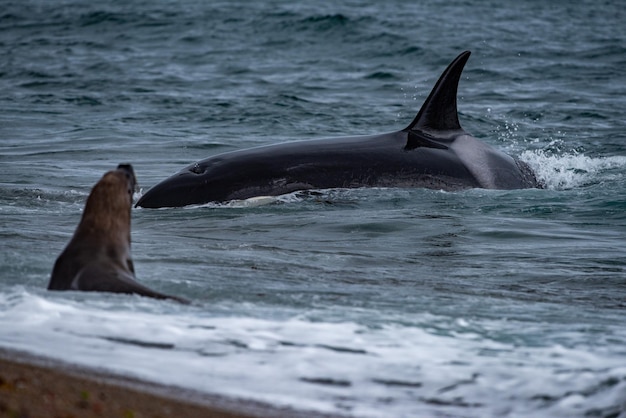 Orca Killerwal attackiert eine Robbe am Strand