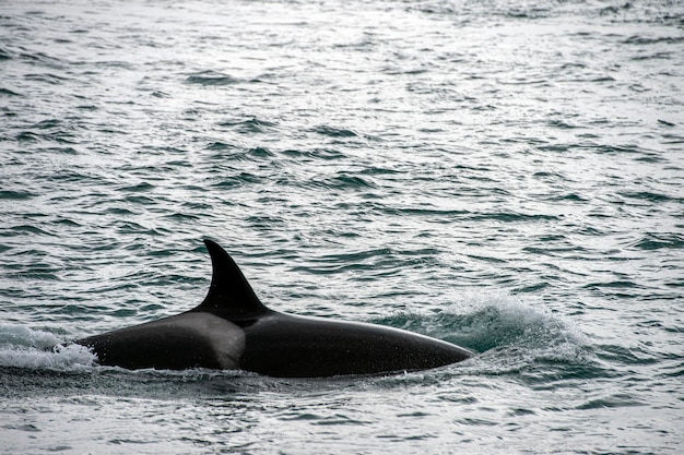 Orca-Killerwal greift am Strand einen Robben-Seelöwen an