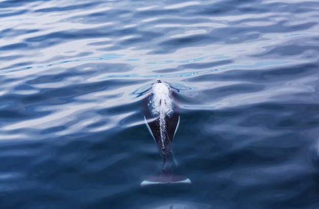 Orca (Killerwal) in Alaska