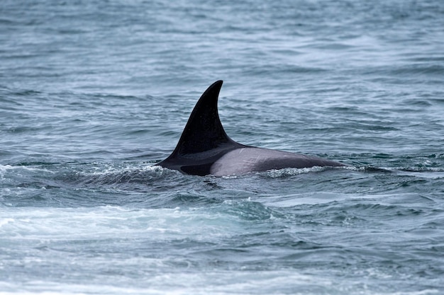 Orca Killerwal in Strandnähe in Patagonien