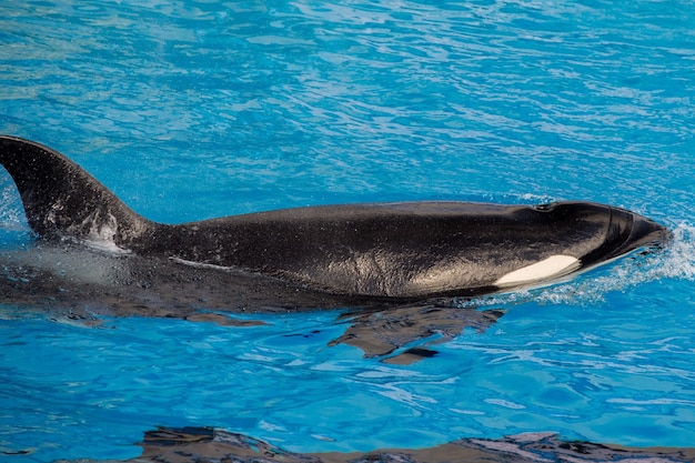 Orca-Killerwal-Porträt beim Schwimmen