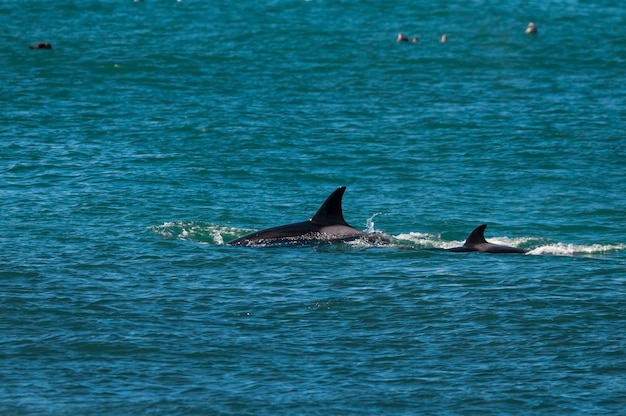 Orca madre y bebé Península Valdés respirando en la superficie Península Valdés