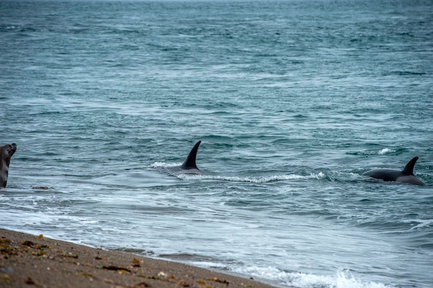 Orca orca ataca um leão-marinho na praia