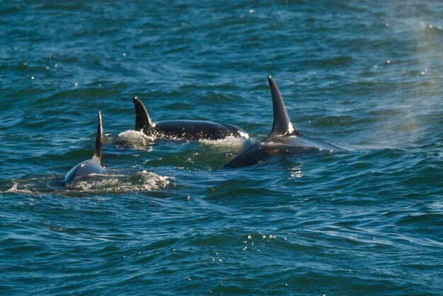 Orca Orca caçando um filhote de leão-marinho Península Valdés Patagônia Argentina