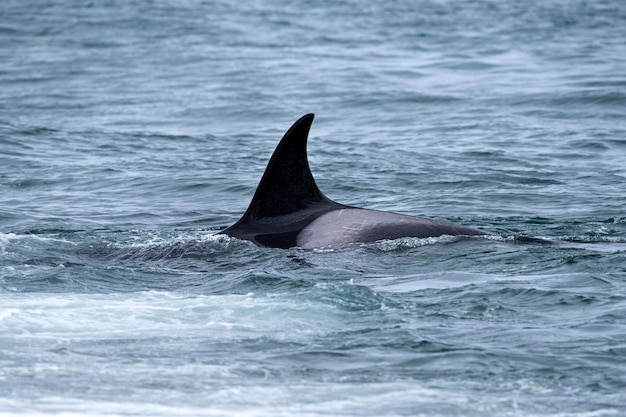 Orca orca perto da praia na Patagônia