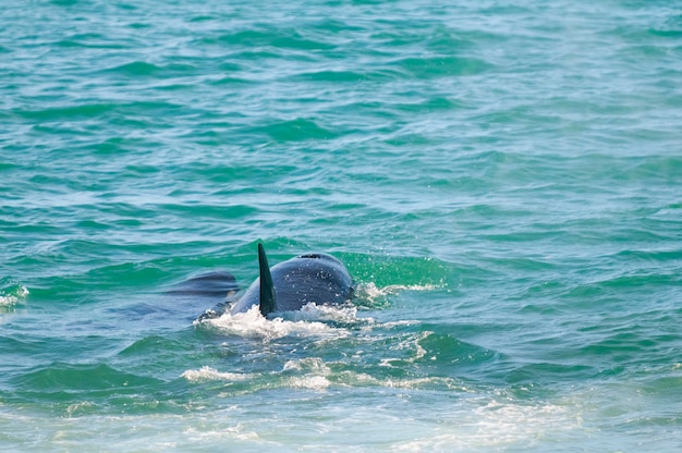 Orca patrulhando o litoral Península Valdés Patagônia Argentina