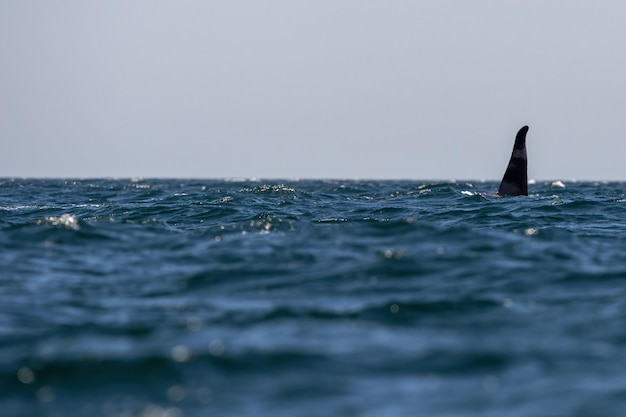 Orca viniendo a ti en el mar de cortez mexico