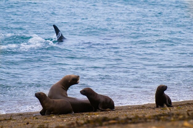 Orcas caçando leões-marinhos na Península Valdés, Patagônia, Argentina