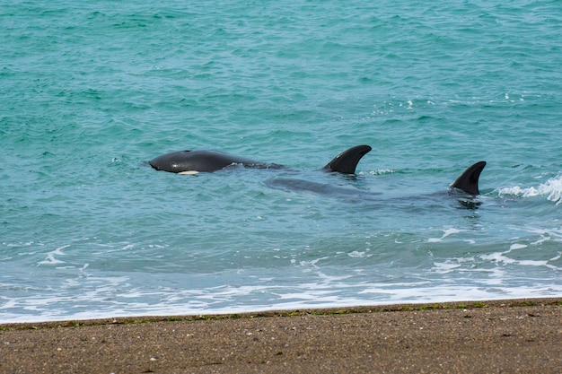 Orcas caçando leões marinhos Patagônia Argentina