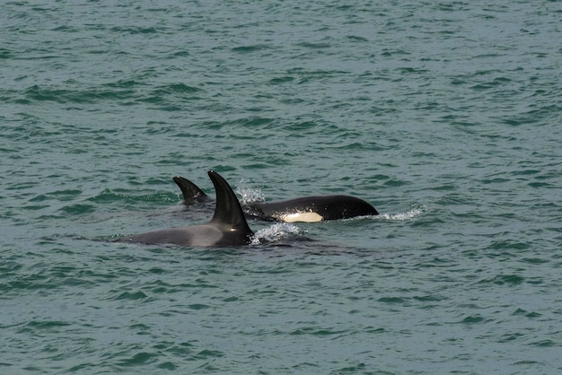 Orcas caçando leões marinhos Península Valdés Patagônia Argentina