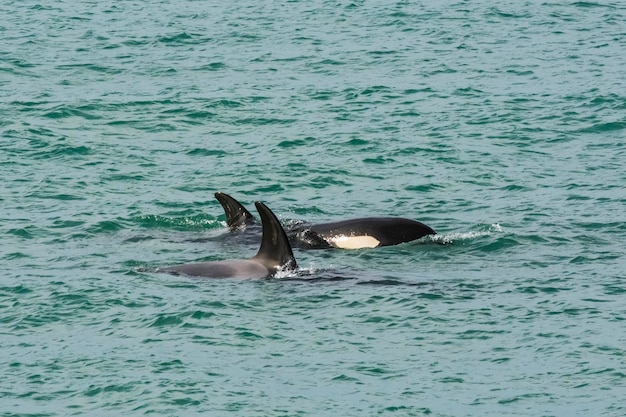 Orcas cazando leones marinos Patagonia Argentina