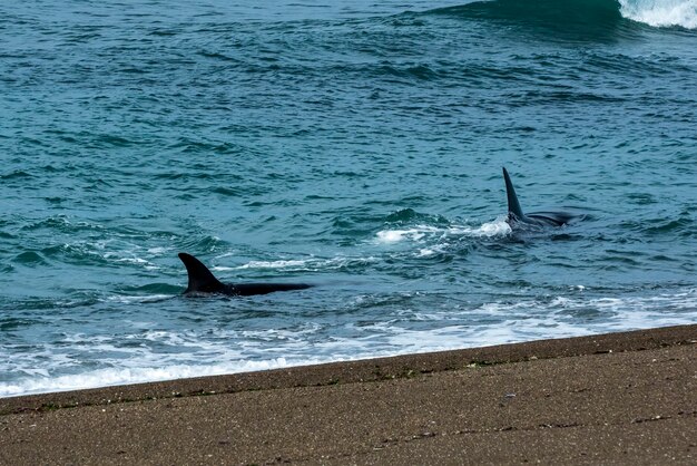 Orcas cazando lobos marinos Península Valdés Patagonia Argentina