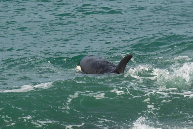 Orcas cazando lobos marinos Península Valdés Patagonia Argentina