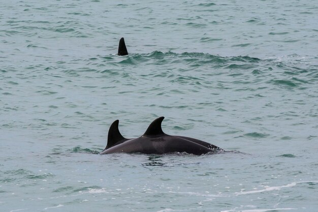 Orcas cazando lobos marinos Península Valdés Patagonia Argentina