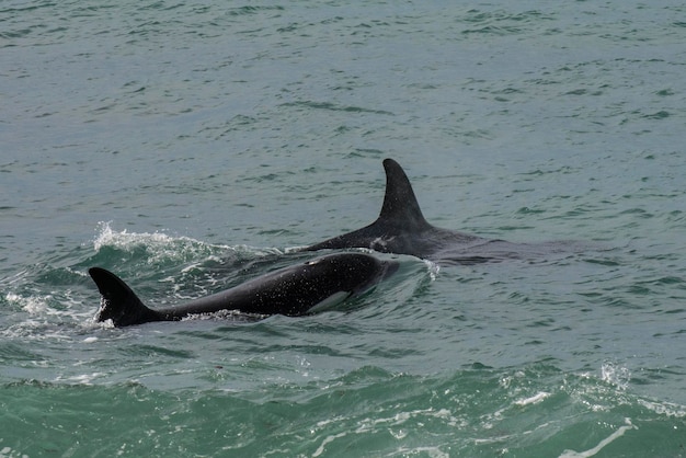 Orcas jagen Seelöwen Halbinsel Valdés Patagonien Argentinien