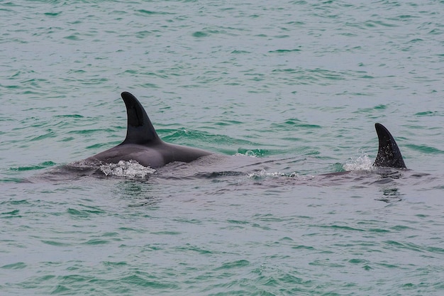 Orcas jagen Seelöwen Patagonien Argentinien