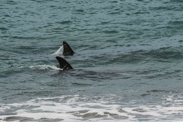 Orcas patrulhando a costa da Patagônia Puerto Madryn Patagônia Argentina