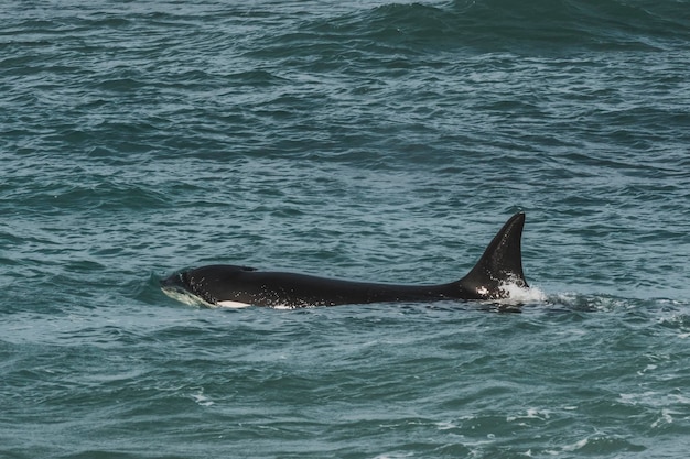 Orcas patrulhando a costa da Patagônia Puerto Madryn Patagônia Argentina