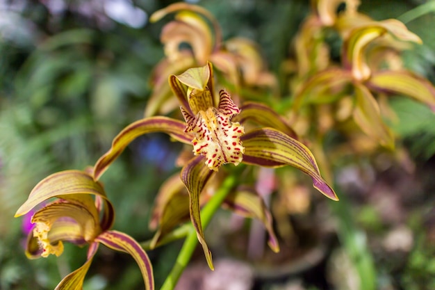 Orchidaceae en el jardín de la madre