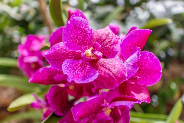 Orchidaceae no jardim da mãe