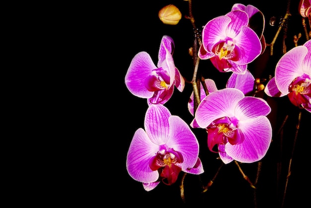 Orchidee auf einem schwarzen Hintergrund