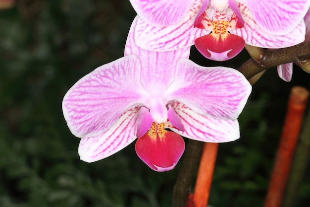 Orchidee auf einer Ausstellung