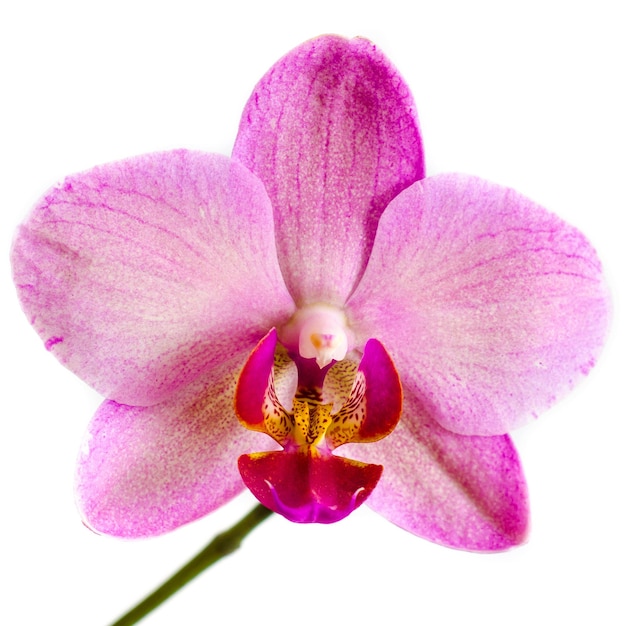 Orchidee Blume