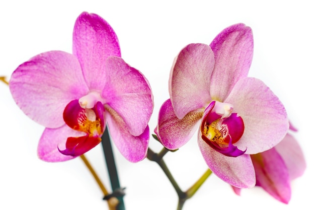 Orchidee Blume