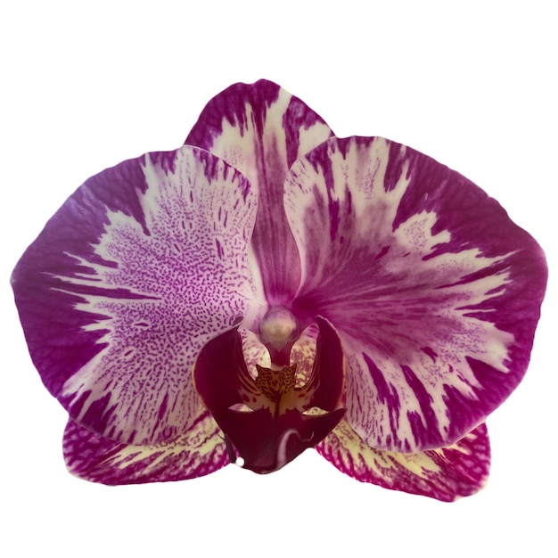 Orchidee Blume