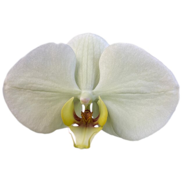 Orchidee Blume